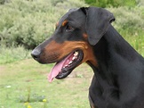 Dobermann: caratteristiche della razza, cure e consigli