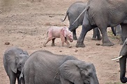 Pink Elephant on parade - meet the adorable pink albino elephant ...
