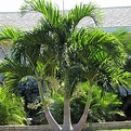 Manila palm (Adonidia merrillii) | Tooth Mountain Nursery