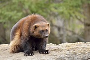 Wolverine Animal Facts | Sciencing