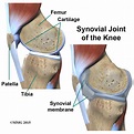 Physical Therapy in Jackson for Knee - Anatomy
