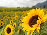 Fotos gratis : Girasoles, campos, Flores, campo, primavera, amarillo ...