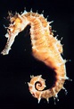 Amazing Seahorse - Seahorses Facts, Photos, Information, Habitats, News ...