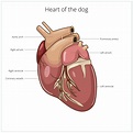 Echocardiogram For Pets| Town & Country Veterinary Clinic