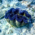 Giant Clam Sanctuary (Samal Island) - All You Need to Know BEFORE You Go