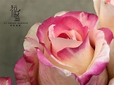 草莓牛奶玫瑰 Roses - 台灣國產的玫瑰品種 帶有微微的香氣... - 福盛園藝 Fu Sheng Garden