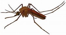 Mosquito PNG transparent image download, size: 2000x1078px