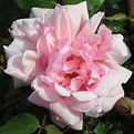 Albertine - Rambling Rose | Trevor White Roses-Old Rose Specialist