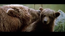 The Bear – film-authority.com