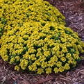 2 Little Miss Sunshine Sedum Stonecrop Succulent Perennials. | Etsy