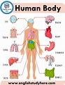 Anatomy of The Human Body - English Study Here