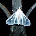 Satin White Moth | Project Noah