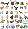 Get List Of Animal Names most complete - Temal