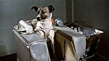 La historia de Laika, la perrita rusa, lanzada en el satélite ruso ...