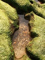 老梅石槽藻礁