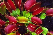 Science online: The adaptation in the insectivorous plants