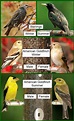 Identifying Brown Birds: Do birds change colors in the winter?