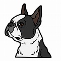 How to Draw a Boston Terrier In 8 Easy Steps (Beginners) - Boston ...