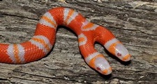 Cobra falsa coral albina de duas cabeças nasce na Flórida (EUA)