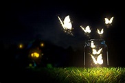 LIGHT THE BUTTERFLY-