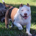 TOP POCKET AMERICAN BULLY BREEDER| POCKET BULLY STUDS | BEST EXTREME ...