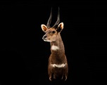 Taxidermy Projects - Splitting Image Taxidermy