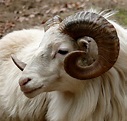 The Goat Horn Guide: Should You Dehorn Your Goats?