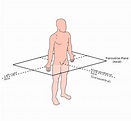 Medical Terminology: Ch. 2: Transverse Plane and Body Directions ...