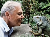 Sir David Attenborough turns 90 & the tributes are pouring in - Good ...