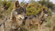 El lobo ibérico, más cerca de Sierra Morena