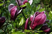 Magnolia liliiflora 'Nigra' | Magnolia liliiflora 'Nigra' - Van den ...