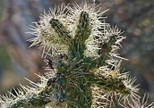 The Tale of the Jumping Teddy Bear Cholla Cactus - Earthwalkabout