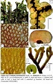 Frullania yuennanensis_2.jpg | Bryophyte Flora of Doi Suthep-Pui ...