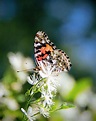 American Painted Lady – Kevin Morgan Photography