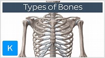 Types of bones in the human skeleton - Human Anatomy | Kenhub - YouTube