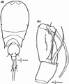 C. clausi male. a Habitus (dorsal); b A2 | Download Scientific Diagram