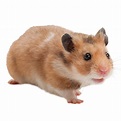 Female Fancy Bear Hamster For Sale | Live Small Pets | PetSmart