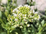 Wisconsin Wildflower | Field Pennycress | Thlaspi arvense