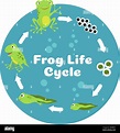 Life cycle diagram hi-res stock photography and images - Alamy