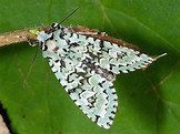 Moth: Merveille du Jour (Dichonia aprilina) | Wildlife Insight