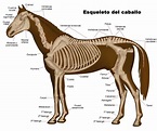 Animales mamiferos y sus caracteristicas | Cursos Online Web