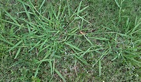 Crabgrass - Digitaria sanguinalis | S&E Wards Landscape Management