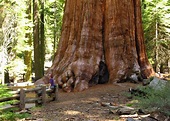 Visit Sequoia National Park in The USA | Audley Travel UK