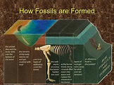 How Fossils are Formed? - Facts and Other Information