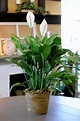 Large Peace Lily in Simi Valley, CA | Michael's Flowers