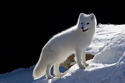 Meet The Beautiful Arctic Fox – The Hardiest Of All The Arctic Animals ...