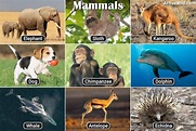 List Of Mammals With Pictures & Facts: Examples Of Mammal Species