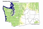 Distribution Map - Snowshoe Hare (Lepus americanus)