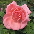 Rosa ‘Canada Blooms’ – Pépinière Jasmin