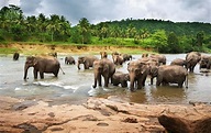 Manada de elefantes africanos tomando agua en el río. | Elephant ...